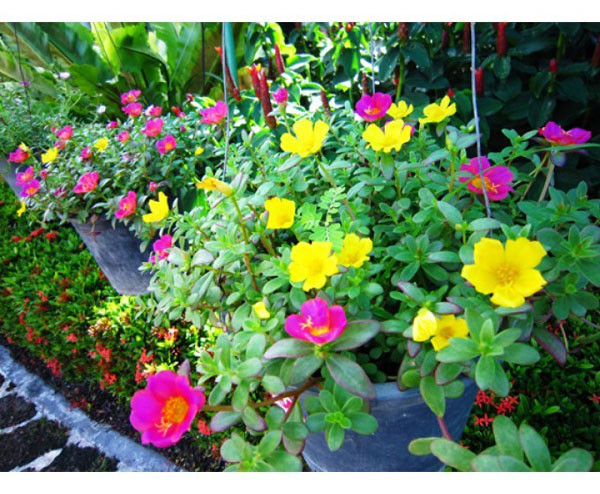 Hoa mười giờ hay rau sam hoa lớn là một loài cây thân mọng nước, nhỏ, nhiều nhánh và lớn nhanh trong họ rau sam. hoa