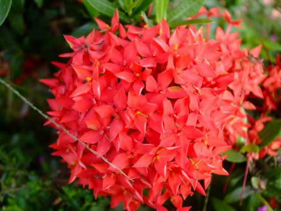 Trang Mỹ là loại cây ưa bóng nên bạn hãy trồng phía sau những cây khác, thích hợp với đất tơi xốp, ẩm ướt nhưng phải thoát nước tốt. hoa