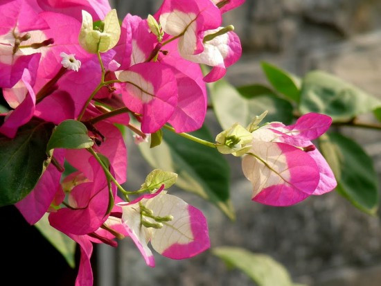 Hoa giấy cũng rất thích hợp để trồng ở bạn công vì khả năng sống bền bĩ của cây. hoa