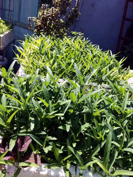 Me 7X khien chong them ne phuc nho vuon rau san thuong - Anh 6