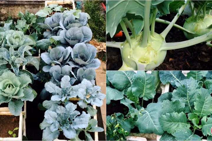 Mẹ 7X khiến chồng thêm nể phục nhờ vườn rau sân thượng