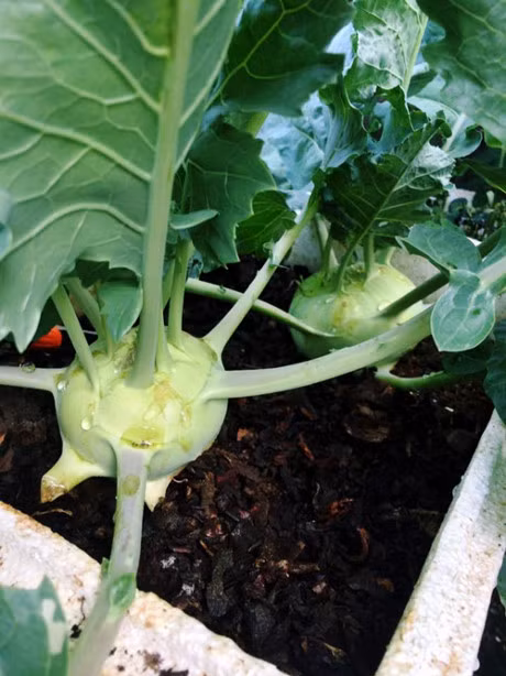 Me 7X khien chong them ne phuc nho vuon rau san thuong - Anh 10