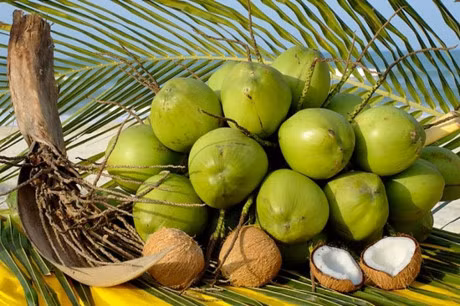 Me bau hoc ngay 5 kinh nghiem chon dua ngon dung chuan Ben Tre - Anh 1