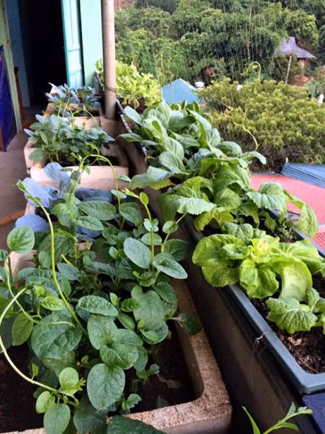 Me 7X khien chong them ne phuc nho vuon rau san thuong - Anh 2