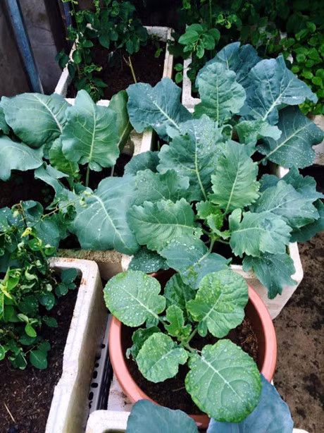 Me 7X khien chong them ne phuc nho vuon rau san thuong - Anh 9