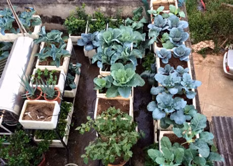 Me 7X khien chong them ne phuc nho vuon rau san thuong - Anh 1