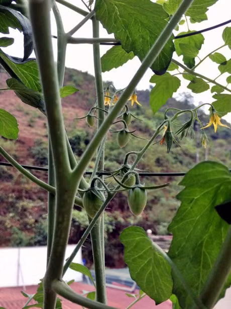 Me 7X khien chong them ne phuc nho vuon rau san thuong - Anh 12