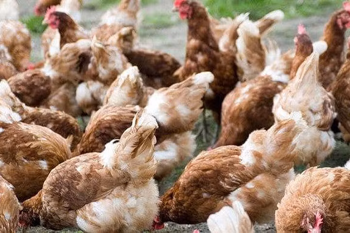 Vi khuẩn chết người trong thịt gà có thể kháng lại thuốc kháng sinh