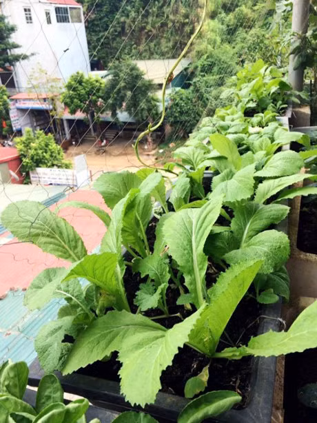 Me 7X khien chong them ne phuc nho vuon rau san thuong - Anh 13