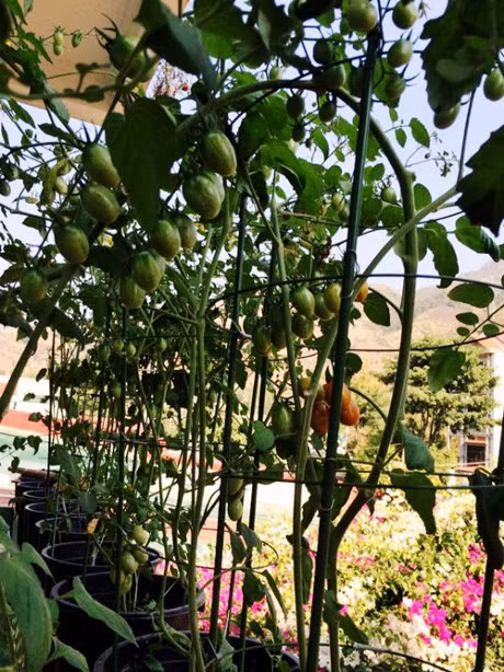 Me 7X khien chong them ne phuc nho vuon rau san thuong - Anh 3