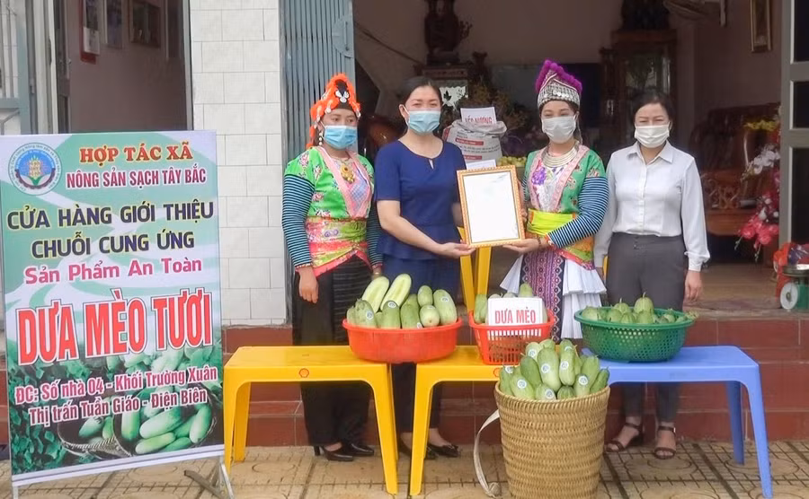 Năm 2021, dưa mèo của HTX Nông sản sạch Tây Bắc được công nhận là sản phẩm OCOP 3 sao.