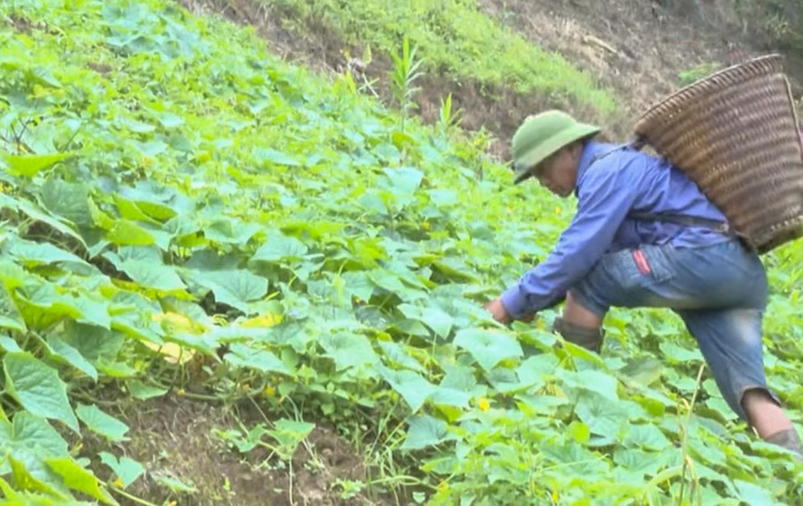 Cây dưa mèo từ lâu được bà con Tỏa Tình trồng nhiều trên nương rẫy.