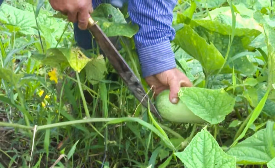 Hoàn toàn phát triển tự nhiên, song quả dưa mèo rất lớn và ngon, ngọt.