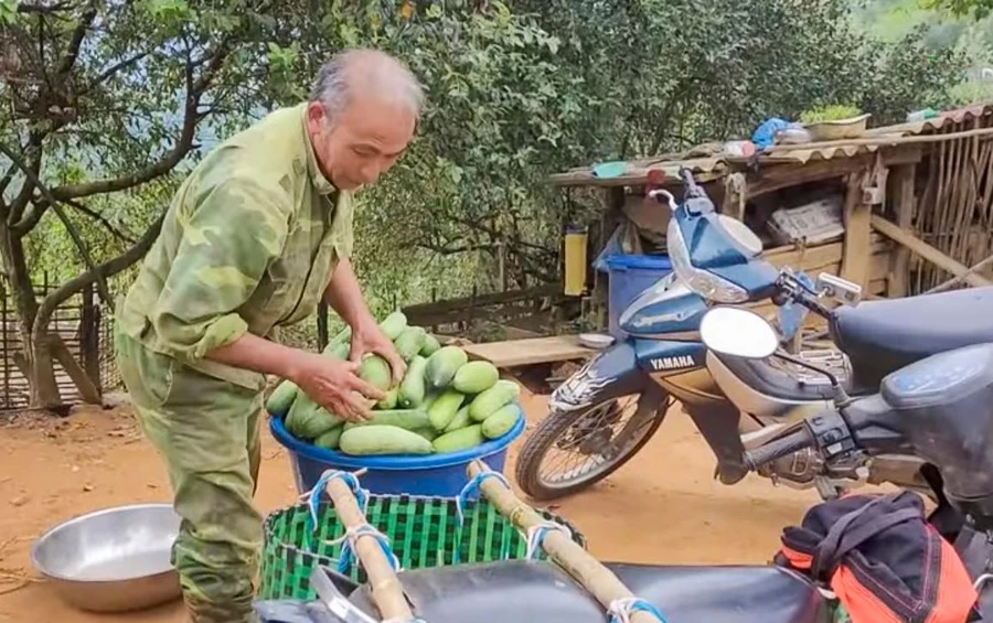 Quả dưa mèo đang được kỳ vọng giúp người dân xã Tỏa Tình, huyện Tuần Giáo (Điện Biên) xóa đói, giảm nghèo.