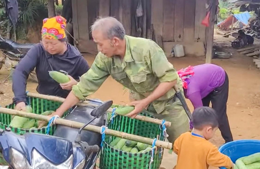 Vụ dưa năm nay vừa được mùa, được giá lại được thương lái vào tận nơi thu mua.