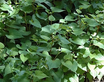 Ảnh minh họa: Internet