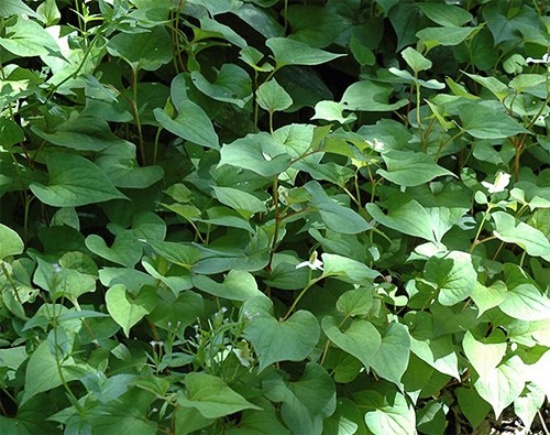 cac-loai-rau-khong-can-cham-van-lon-nhu-thoi-3