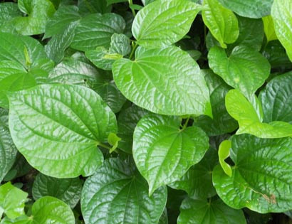 Vì sao nhà dù chật hẹp tới mấy cũng cần trồng cây lá lốt?