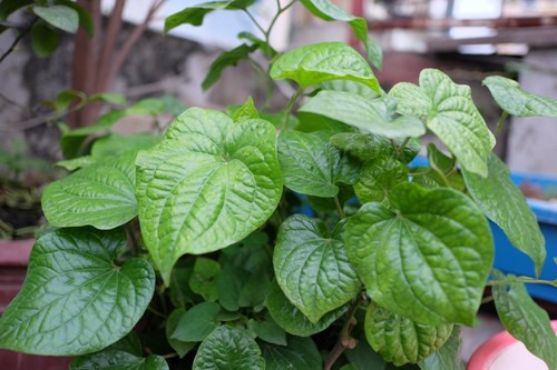 cac-loai-rau-khong-can-cham-van-lon-nhu-thoi-2