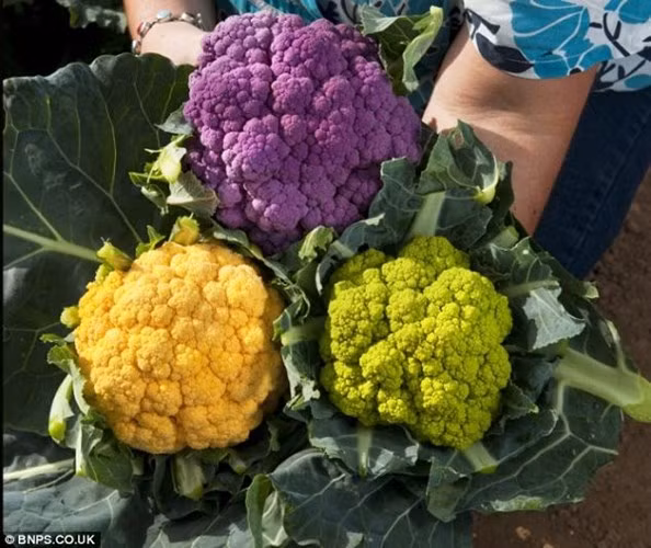 Tan muc sup so cau vong duoc ua chuong-Hinh-3