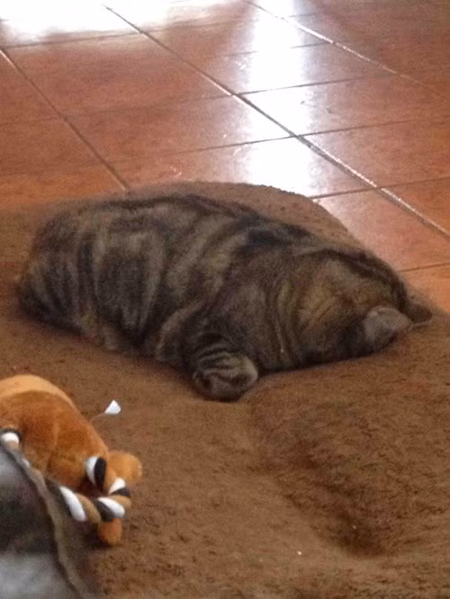 Chet cuoi xem meo me ngu quen troi dat-Hinh-6