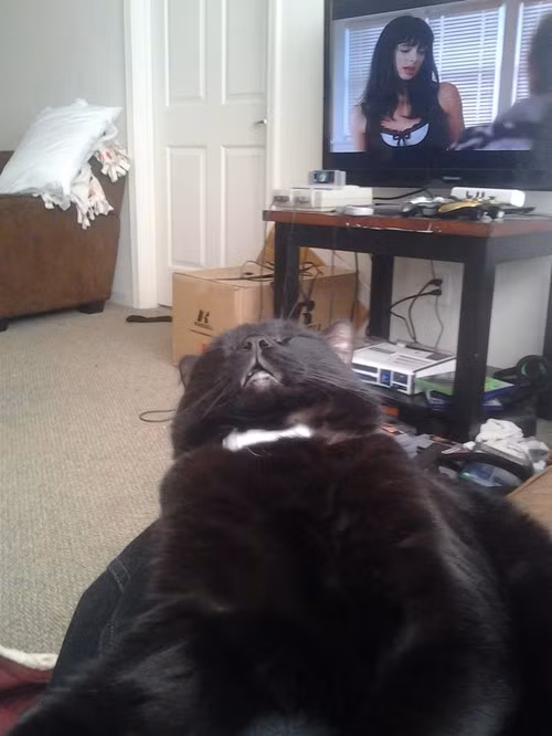 Chet cuoi xem meo me ngu quen troi dat-Hinh-2