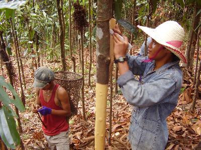 10 thực phẩm giúp giảm đau hiệu quả - Ảnh 1 10 thực phẩm giúp giảm đau hiệu quả - Ảnh 1