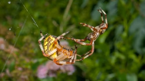 Phát hiện "kinh hoàng" về lối sống kỳ lạ của loài nhện