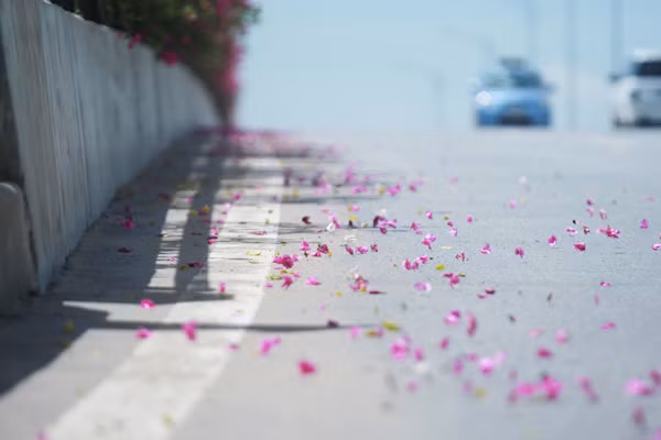 Giới trẻ mê mẩn chụp ảnh cùng hoa giấy đẹp rực rỡ ảnh 8