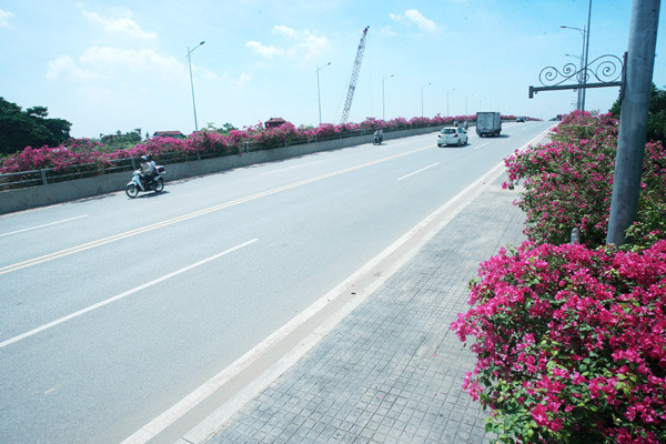 Giới trẻ mê mẩn chụp ảnh cùng hoa giấy đẹp rực rỡ ảnh 1