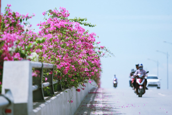 Giới trẻ mê mẩn chụp ảnh cùng hoa giấy đẹp rực rỡ ảnh 2