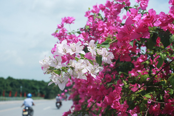 Giới trẻ mê mẩn chụp ảnh cùng hoa giấy đẹp rực rỡ ảnh 5