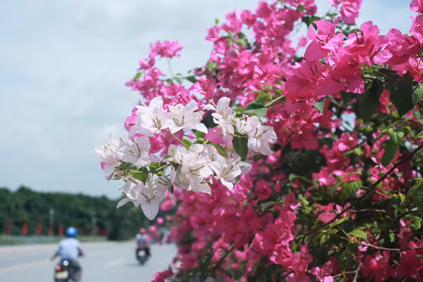 Giới trẻ mê mẩn chụp ảnh cùng hoa giấy đẹp rực rỡ ảnh 5