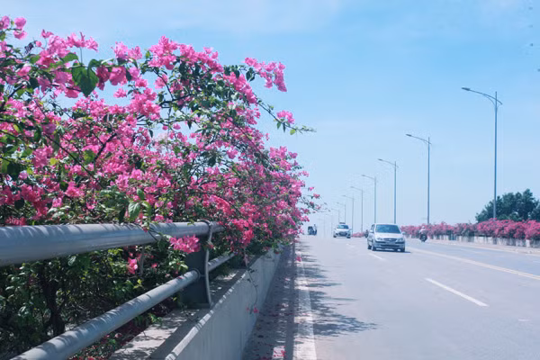 Giới trẻ mê mẩn chụp ảnh cùng hoa giấy đẹp rực rỡ ảnh 4