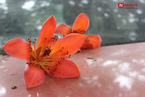 Tháng 4 về, Hà Nội rực đỏ mùa hoa gạo - Ảnh 12 Tháng 4 về, Hà Nội rực đỏ mùa hoa gạo - Ảnh 12