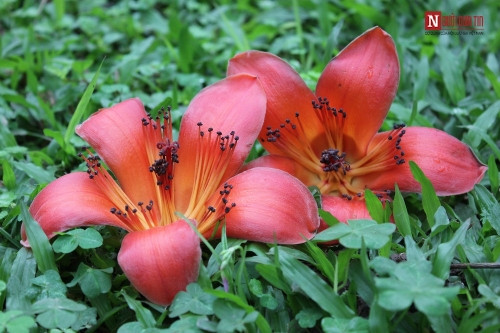 Tháng 4 về, Hà Nội rực đỏ mùa hoa gạo - Ảnh 9 Tháng 4 về, Hà Nội rực đỏ mùa hoa gạo - Ảnh 9