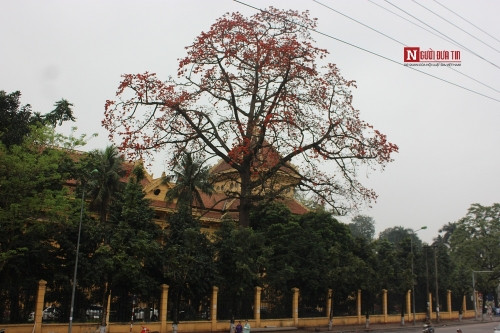 Tháng 4 về, Hà Nội rực đỏ mùa hoa gạo - Ảnh 1 Tháng 4 về, Hà Nội rực đỏ mùa hoa gạo - Ảnh 1