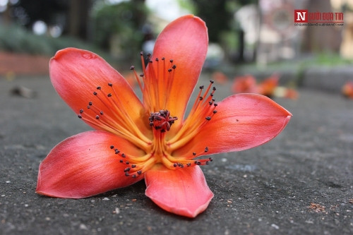 Tháng 4 về, Hà Nội rực đỏ mùa hoa gạo - Ảnh 11 Tháng 4 về, Hà Nội rực đỏ mùa hoa gạo - Ảnh 11