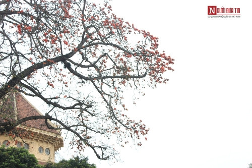 Tháng 4 về, Hà Nội rực đỏ mùa hoa gạo - Ảnh 6 Tháng 4 về, Hà Nội rực đỏ mùa hoa gạo - Ảnh 6