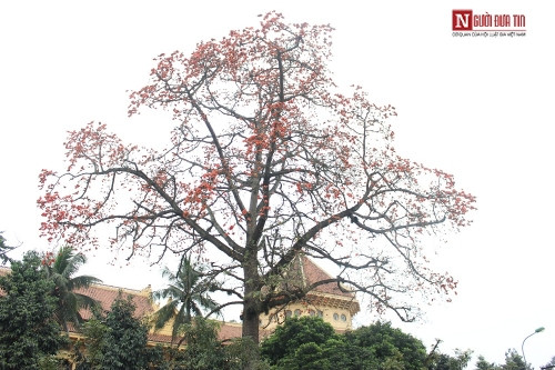 Tháng 4 về, Hà Nội rực đỏ mùa hoa gạo - Ảnh 5 Tháng 4 về, Hà Nội rực đỏ mùa hoa gạo - Ảnh 5