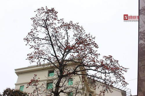 Tháng 4 về, Hà Nội rực đỏ mùa hoa gạo - Ảnh 13 Tháng 4 về, Hà Nội rực đỏ mùa hoa gạo - Ảnh 13