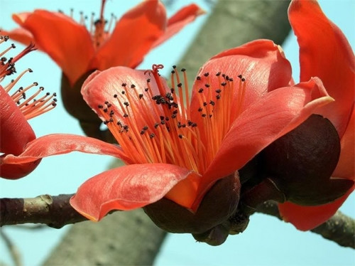 Tháng 4 về, Hà Nội rực đỏ mùa hoa gạo - Ảnh 15 Tháng 4 về, Hà Nội rực đỏ mùa hoa gạo - Ảnh 15