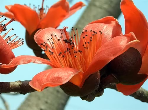 Tháng 4 về, Hà Nội rực đỏ mùa hoa gạo - Ảnh 15