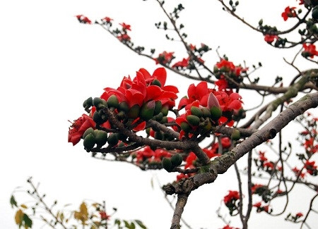 Tháng 4 về, Hà Nội rực đỏ mùa hoa gạo - Ảnh 16 Tháng 4 về, Hà Nội rực đỏ mùa hoa gạo - Ảnh 16