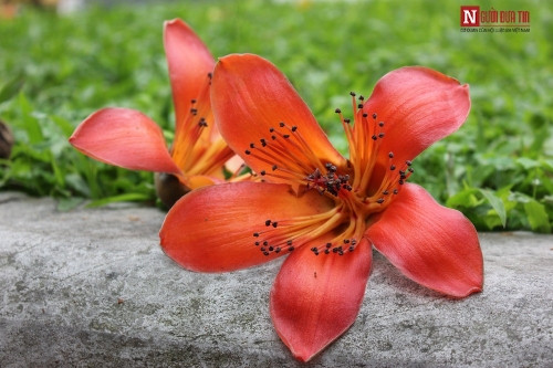 Tháng 4 về, Hà Nội rực đỏ mùa hoa gạo - Ảnh 8 Tháng 4 về, Hà Nội rực đỏ mùa hoa gạo - Ảnh 8