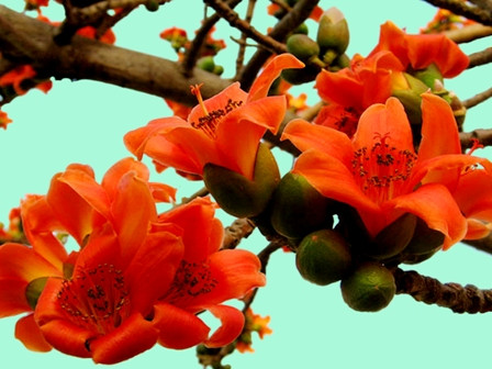 Tháng 4 về, Hà Nội rực đỏ mùa hoa gạo - Ảnh 14 Tháng 4 về, Hà Nội rực đỏ mùa hoa gạo - Ảnh 14