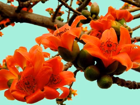 Tháng 4 về, Hà Nội rực đỏ mùa hoa gạo - Ảnh 14