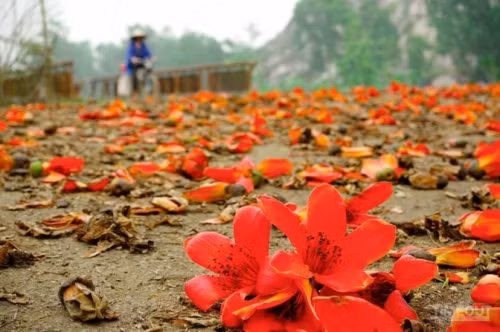 Tháng 4 về, Hà Nội rực đỏ mùa hoa gạo - Ảnh 18