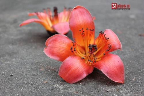 Tháng 4 về, Hà Nội rực đỏ mùa hoa gạo - Ảnh 7 Tháng 4 về, Hà Nội rực đỏ mùa hoa gạo - Ảnh 7