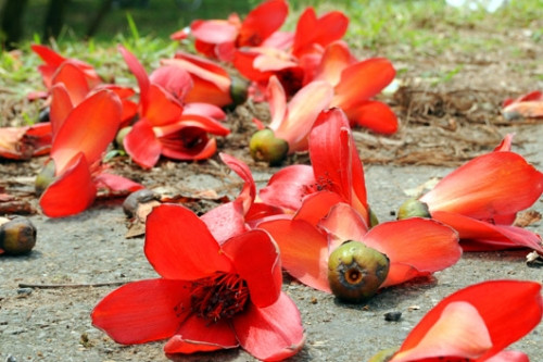 Tháng 4 về, Hà Nội rực đỏ mùa hoa gạo - Ảnh 17 Tháng 4 về, Hà Nội rực đỏ mùa hoa gạo - Ảnh 17